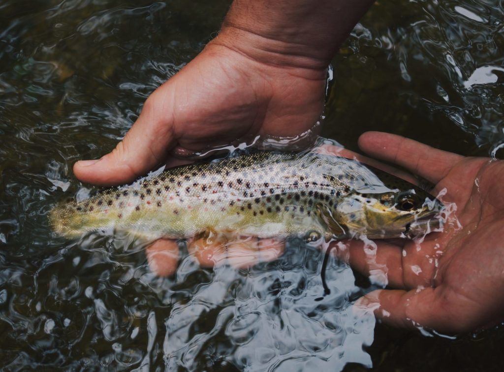 „Catch & Release nach Maß – ohne die Freude an unserem so geliebten Hobby zu verlieren.“