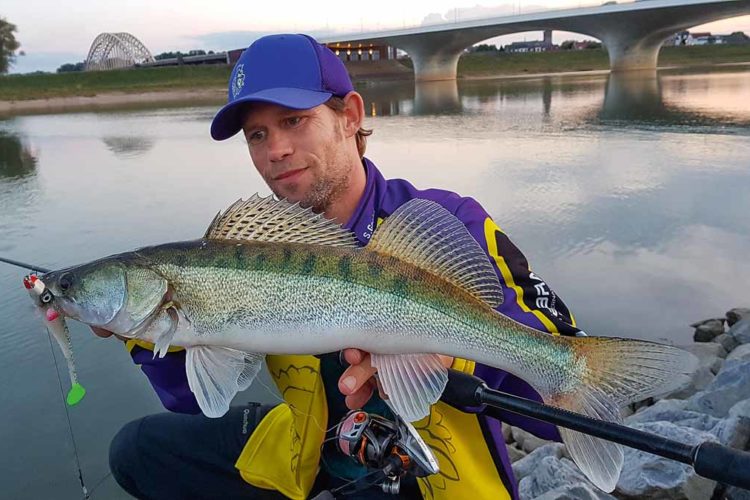 Stephan Gockel schwört auf die richtige Köderfarbe: Dieser Zander attackierte den weißen Gummifisch bei Sonnenaufgang. Foto: S. Gockel