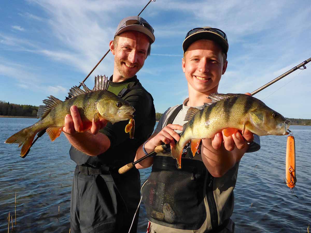 Im Landesinneren werden Barsche immer häufiger. Sie sind gern gesehener Beifang beim Hechtangeln. Foto: J. Jasper