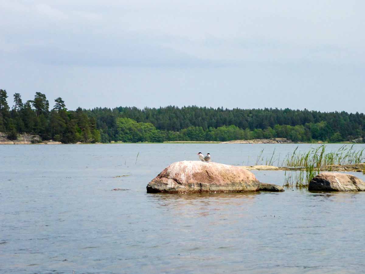 Herrliche Landschaft! Felsen, Ostseevegetation, Schilf und Seeschwalben – dieses Bild ist typisch für die äußeren Schären. Foto: J. Radtke