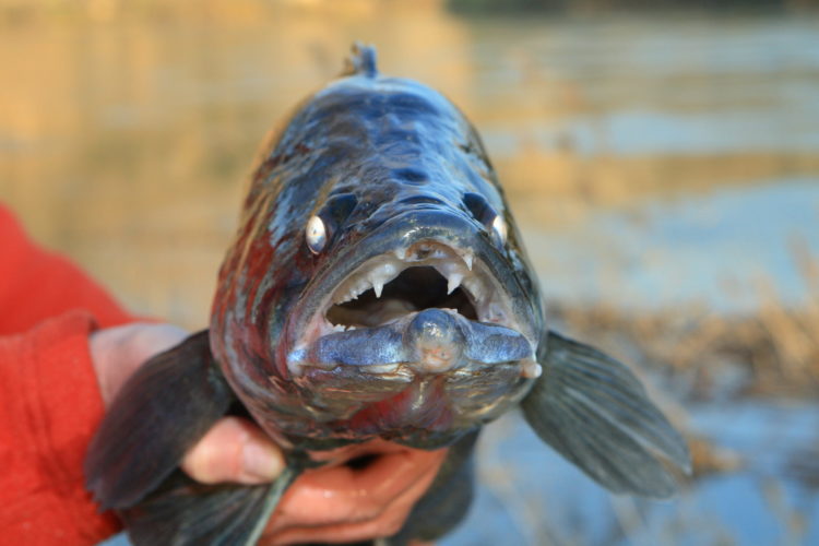 Knigge für Zanderangler: Ein dunkel gefärbtes Zandermännchen.