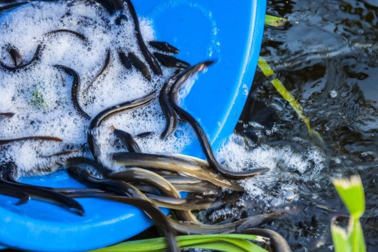 Ein Wehr in Rathenow wäre für zahllose Aale in der Havel fast zur Todesfalle geworden. Mit einer Rettungsaktion verhinderten Angler eine Katastrophe. Foto: LAVB / Marcel Weichenhan