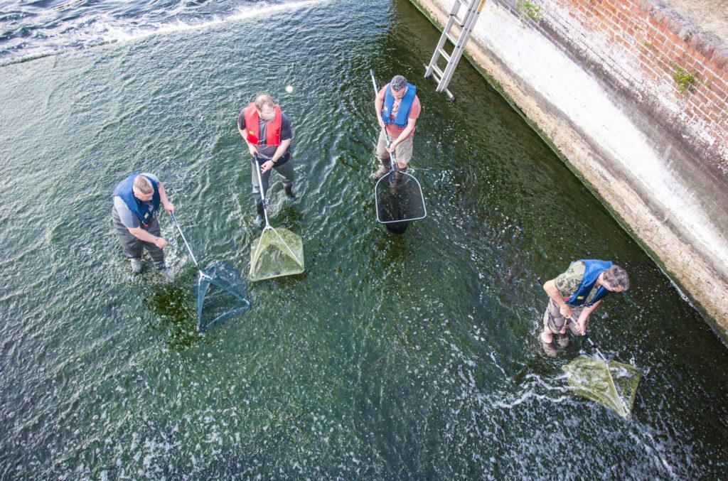 Mit Keschern bewaffnet retteten die Angler die Aale davor, am Wehr zu verenden. Foto: LAVB / Marcel Weichenhan