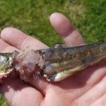 Eine junge Bachforelle. Häufig werden Fische vom Fischotter nur angefressen, aber nicht gänzlich verspeist. Für Teichwirtschaften in Bayern werden die Tiere zu einem ernsthaften Problem. Foto: LFV Bayern