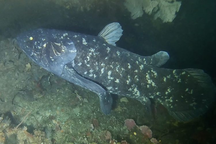 Quastenflosser gehören zu den ältesten Fischfamilien der Welt. Nachdem sie in den 1930er-Jahren wiederentdeckt wurden, droht ihnen heute Gefahr durch moderne Fischereinetze. Foto: Bruce A.S. Henderson / Wikimedia Commons