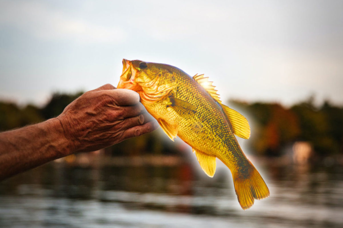 Der US-Amerikaner Josh Rodgers fing am Beaver Lake in Arkansas einen wirklich seltenen Fisch: Ein goldener Barsch ging ihm an den Haken. (Wir können sowas ja nur mit Photoshop …) Foto: Jeff Vanderspank / Unsplash