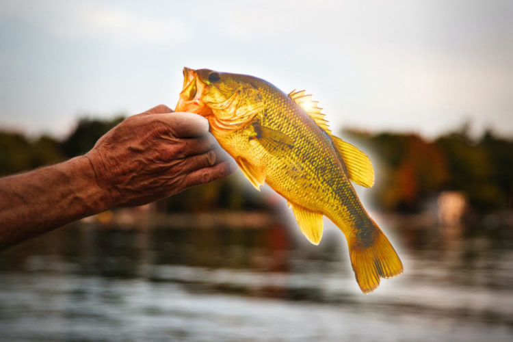 Der US-Amerikaner Josh Rodgers fing am Beaver Lake in Arkansas einen wirklich seltenen Fisch: Ein goldener Barsch ging ihm an den Haken. (Wir können sowas ja nur mit Photoshop …) Foto: Jeff Vanderspank / Unsplash