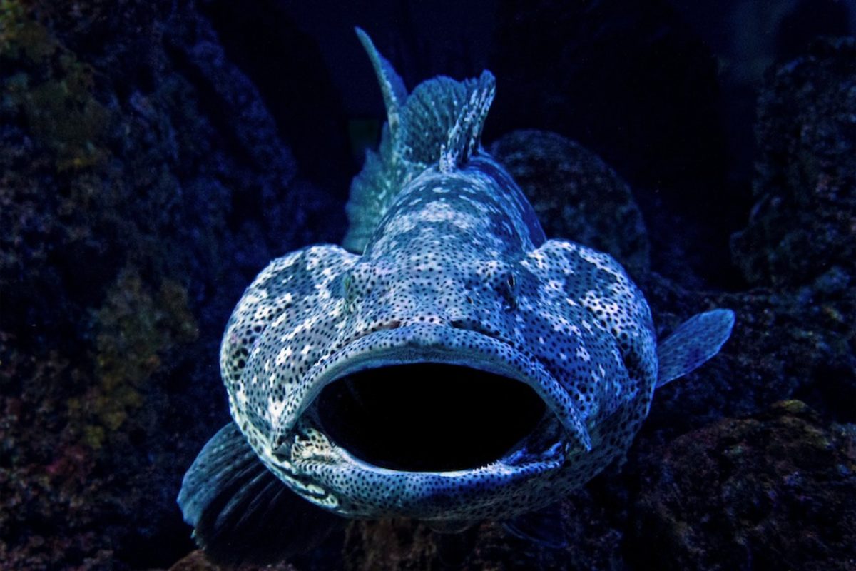 Wenn ein Riesenzackenbarsch (Goliath Grouper) zuschnappt, hat selbst ein Hai keine Chance. Foto: David Clode / Unsplash