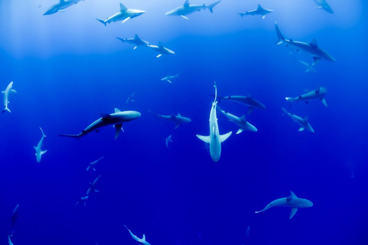 Eine Gruppe von Haien schwimmt durch tiefblaues Wasser.