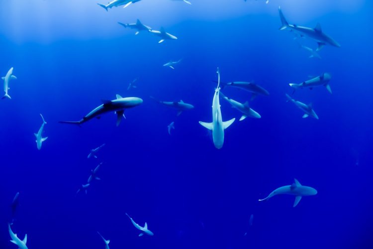 Eine Gruppe von Haien schwimmt durch tiefblaues Wasser.