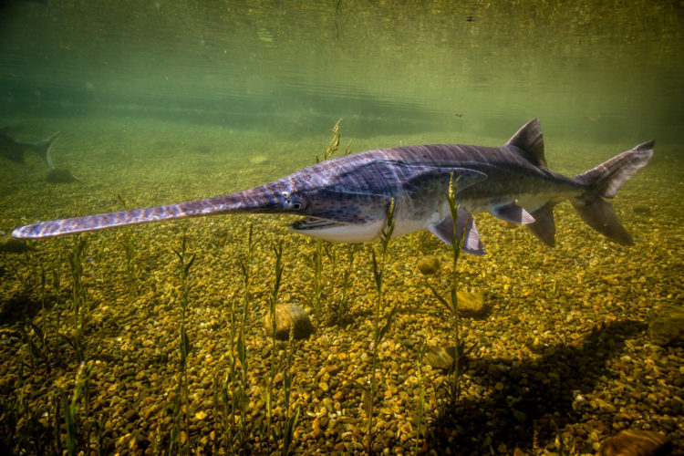 Ein 18-jähriger Angler mit Muskelschwäche fing einen Löffelstör von über 70 Kilo. Damit stellte er einen neuen Weltrekord auf. (Symbolbild) Foto: flickr.com