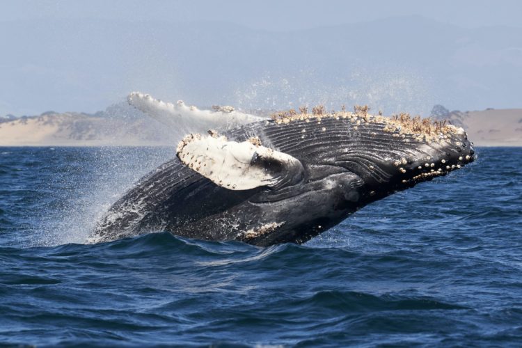 Eine Geschichte wie aus der Bibel: Vor der US-Ostküste soll ein Taucher von einem Wal verschluckt worden sein. (Symbolbild) Foto: Mike Doherty / Unsplash