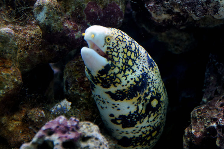 Die Sternfleckenmuräne ist ein beliebter Aquarienfisch – mit einem Geheimnis. Ihr zweiter Kiefer ermöglicht es ihr, auch außerhalb des Wassers zu fressen. Foto: Bernard Spragg / Flickr