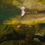 Ähnlich wie Menschen können auch Fische süchtig werden. In einem Experiment mit Drogen im Wasser konnten Wissenschaftler deutliche Verhaltensänderungen nachweisen. Foto: J. Radtke