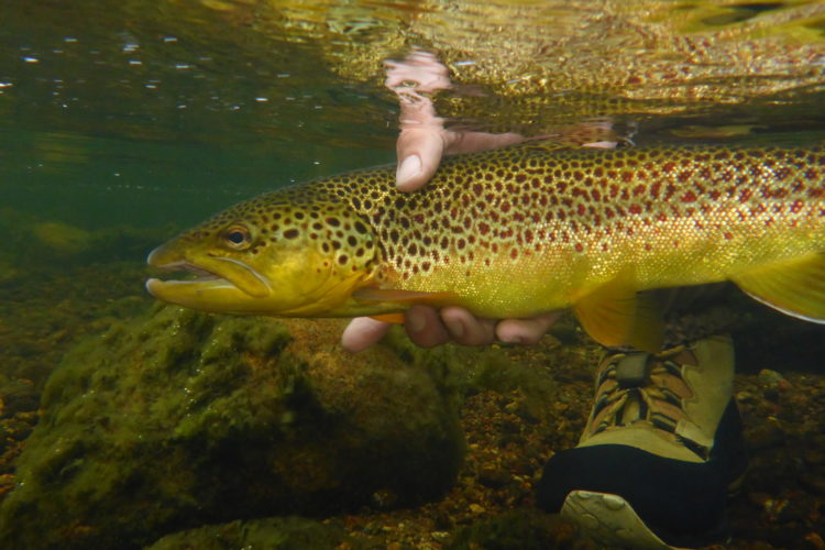 Ähnlich wie Menschen können auch Fische süchtig werden. In einem Experiment mit Drogen im Wasser konnten Wissenschaftler deutliche Verhaltensänderungen nachweisen. Foto: J. Radtke