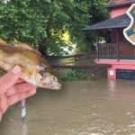 Das Vereinsheim des ASV Ruhr: Komplett unter Wasser. Etliche Fische verendeten durch die Flut.