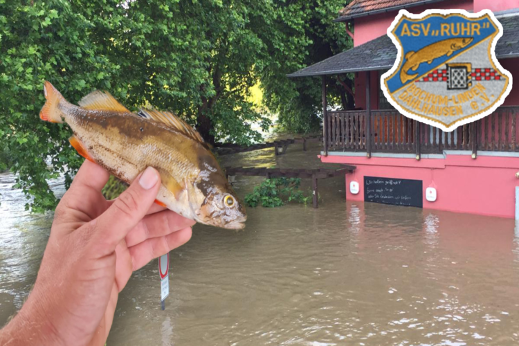 Das Vereinsheim des ASV Ruhr: Komplett unter Wasser. Etliche Fische verendeten durch die Flut.