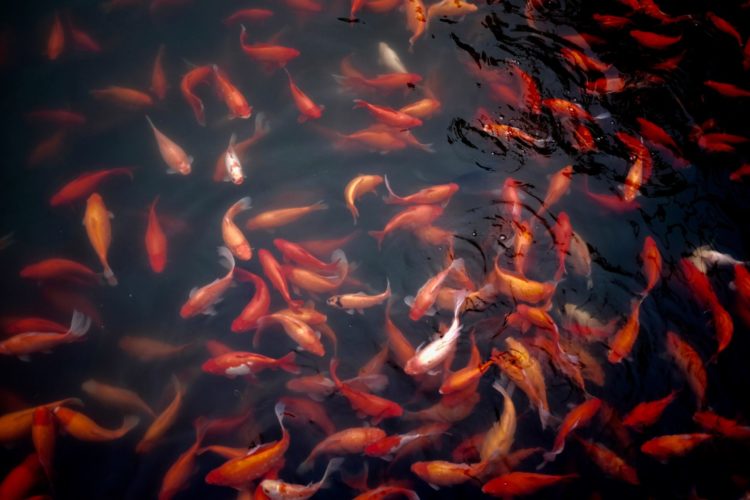 Ein Schwarm großer Goldfische tummelt sich an der Wasseroberfläche