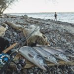 Zu viele Angler für immer weniger Meerforellen? Daten über den Meerforellen-Bestand in der Ostsee sind rar, doch der Trend ist mehr als spürbar. Foto: J. Radtke