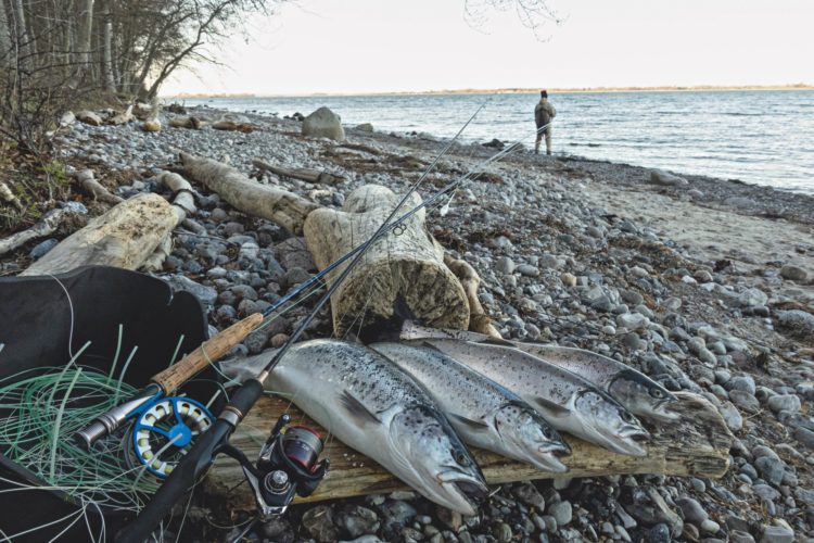 Zu viele Angler für immer weniger Meerforellen? Daten über den Meerforellen-Bestand in der Ostsee sind rar, doch der Trend ist mehr als spürbar. Foto: J. Radtke