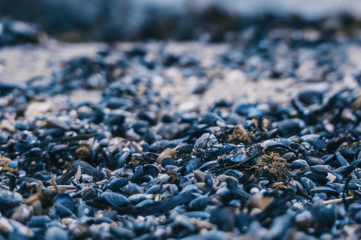 Eine Haufen an Miesmuscheln liegen im Sand.