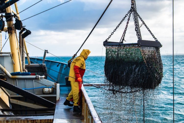 Auf einem industriellen Fischerboot wird ein Rundnetz aus dem Wasser gezogen. Norwegen verwehrt Großbritannien Fangrechte.