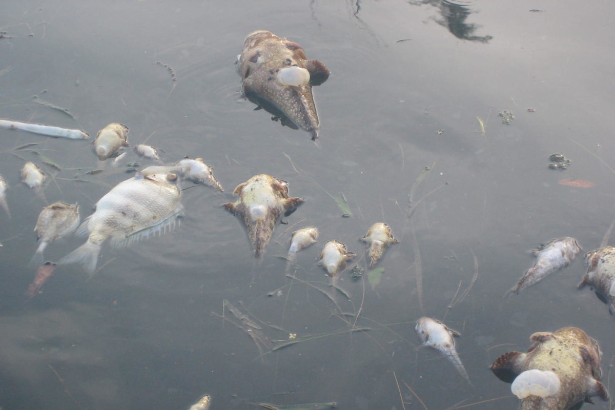 Durch die Algenblüte in Florida sterben jährlich Tausende Fische. In diesem Jahr forderte die „Rote Flut“ besonders viele Opfer. Foto: Jacopo Agagliate / Flickr