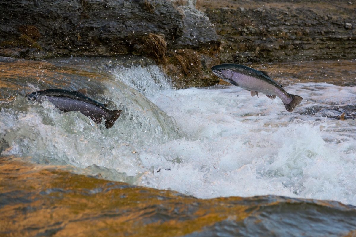 Jedes Jahr wandern tausende von Lachsen flussaufwärts. Eine Dürre gefährdet nun den gesamten Bestand: Ein Lachssterben droht. Foto: Greener30 / Unsplash