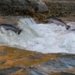 Jedes Jahr wandern tausende von Lachsen flussaufwärts. Eine Dürre gefährdet nun den gesamten Bestand: Ein Lachssterben droht. Foto: Greener30 / Unsplash