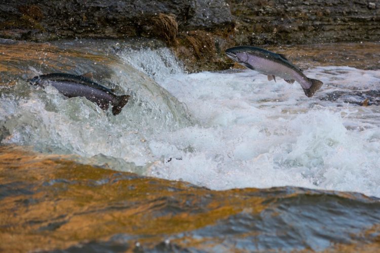 Jedes Jahr wandern tausende von Lachsen flussaufwärts. Eine Dürre gefährdet nun den gesamten Bestand: Ein Lachssterben droht. Foto: Greener30 / Unsplash