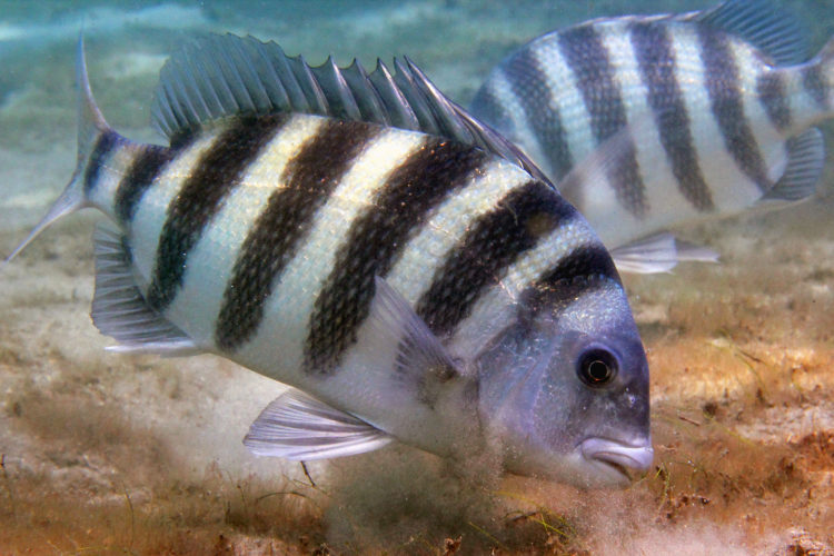 Die Sträflings-Meerbrasse ist ein beliebter Zielfisch an der US-Ostküste. In sozialen Netzwerken ist der „Fisch mit menschlichen Zähnen“ ein häufiger Gast. Foto: Kevin Bryant / Flickr