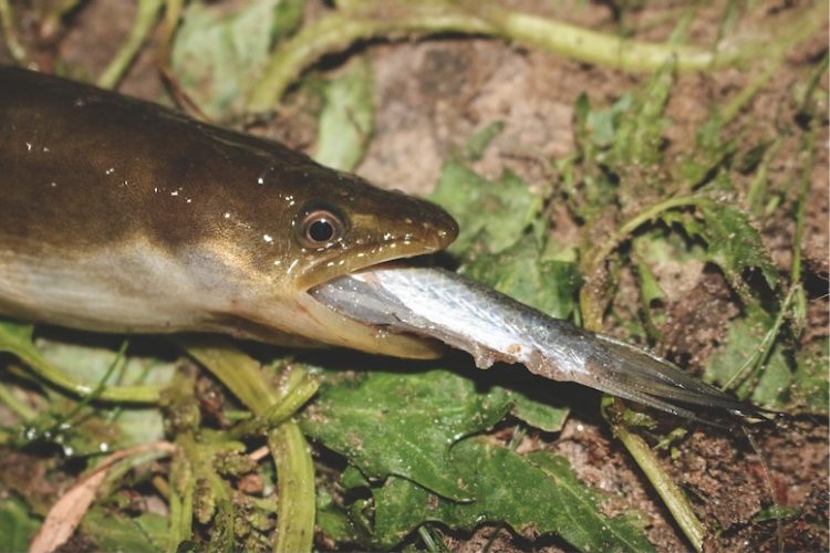 Aal frisst einen Köderfisch.