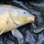 Wasserschwein am Futtertrog: Auf einen solchen Karpfen ist André Pawlitzki beim Angeln am Wochenende aus. Foto: A. Pawlitzki