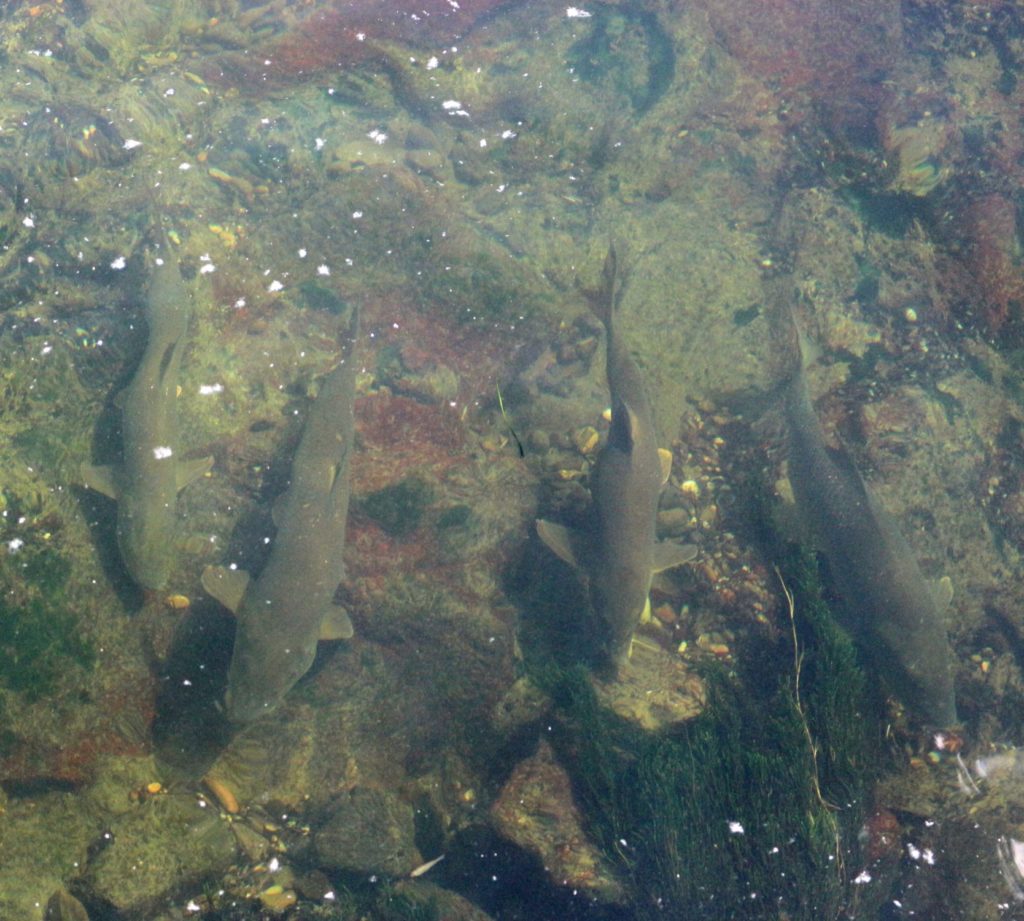 André gelangen ein paar Schnappschüsse einer Barbenschule. Die Fische standen in der Strömung und warteten auf treibende Nahrung. Foto: A. Pawlitzki