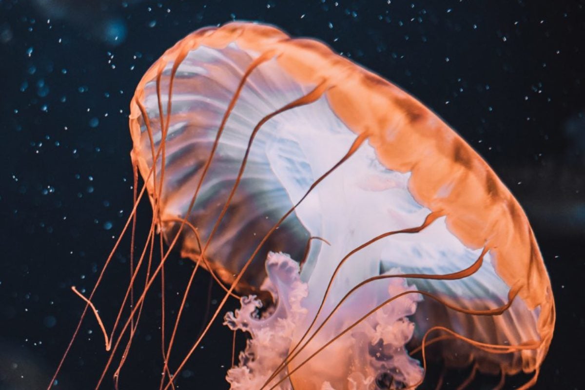 Eine Qualle, die einen Fisch frisst – ein ungewöhnlicher Anblick. Normalerweise kennt man die stillen Räuber eher als „Treibgut“ im Wasser. (Symbolfoto) Foto: Florian Olivo / Unsplash