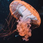 Eine Qualle, die einen Fisch frisst – ein ungewöhnlicher Anblick. Normalerweise kennt man die stillen Räuber eher als „Treibgut“ im Wasser. (Symbolfoto) Foto: Florian Olivo / Unsplash