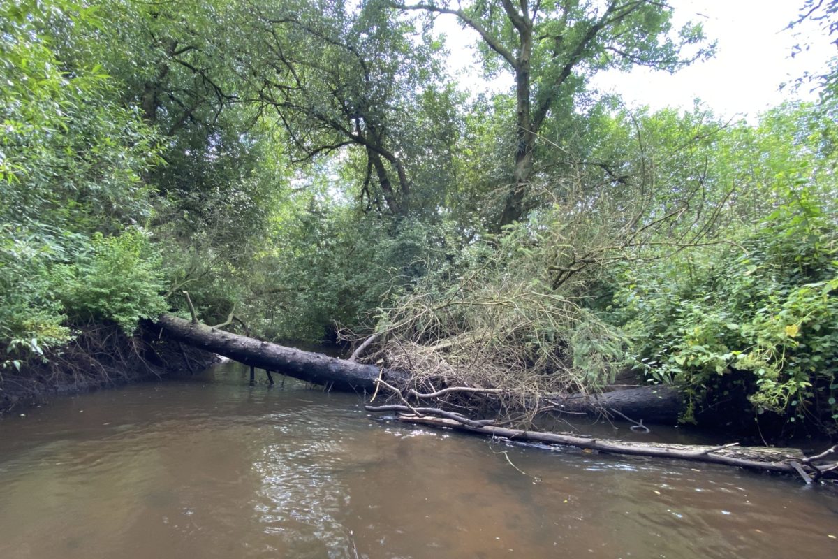 Für Frank Schlichting geht es beim Angeln am Wochenende auf Räuberjagd. Hinter dem umgestürzten Baum könnte doch irgendwas lauern. Mal sehen was … Foto: F. Schlichting