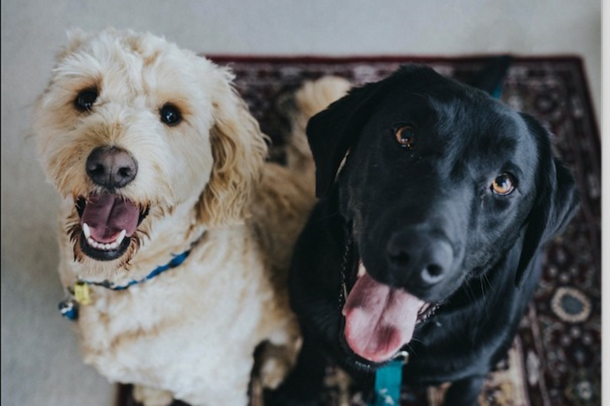 Die Spürhunde, die für dieses Projekt ausgewählt worden sind, sind gewöhnliche Haushunde. (Symbolbild) Foto: Unsplash / Jay Wennington