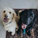 Die Spürhunde, die für dieses Projekt ausgewählt worden sind, sind gewöhnliche Haushunde. (Symbolbild) Foto: Unsplash / Jay Wennington