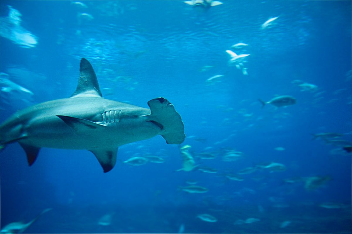 Besonderes Merkmal des Hammerhais ist sein verbreiterter Kopf. Man vermutet, dass er damit seine Umgebung besser wahrnehmen kann als andere Fische. Foto: Jéan Béller / Unsplash