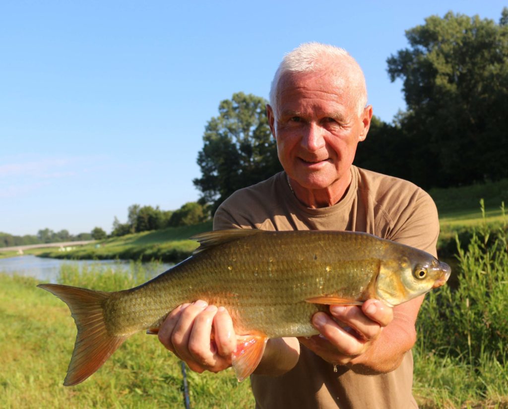 Neben Barben bissen auch andere Fische an der Murg. Gotthard Brennsteiner von Fisherman’s Partner fing diese Nase beim Angeln mit der Bolorute. Foto: A. Pawlitzki