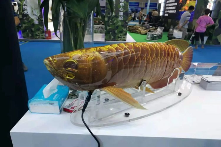 Auf einem Messestand sieht man von nahen den Robo-Fisch. Er ähnelt sehr den Arowana-Fisch.