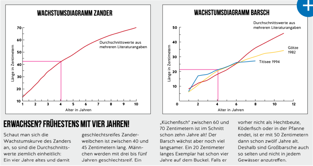 Zwei Wachstumsdiagramme, linke Grafik Zander, rechte Grafik Barsch