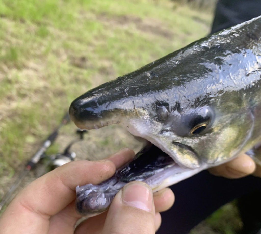 Im Gegensatz zu heimischen Salmoniden bilden Buckellachse während der Laichzeit neue Zähne aus, an denen sie sich deutlich erkennen lassen. Foto: J. Kroll