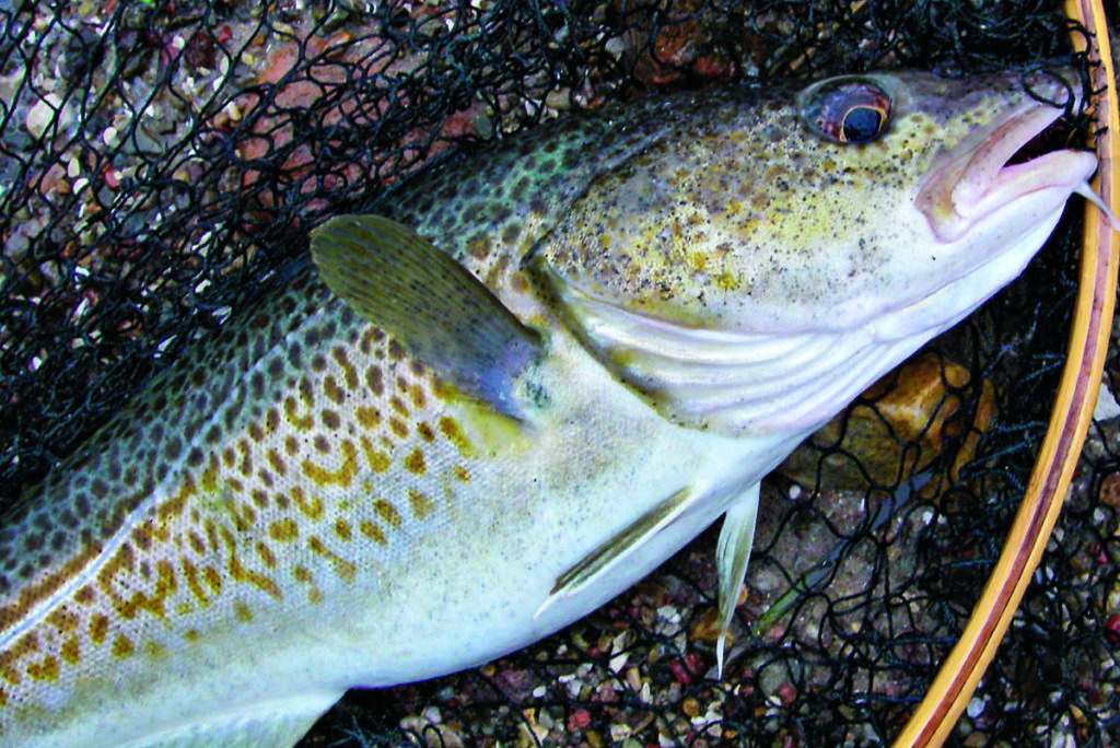 Ein Dorsch pro Angler und Tag: Für 2022 gilt ein strenges Bag-Limit. Berufsfischer dürfen Dorsche nur noch in geringen Mengen als Beifang an Bord holen. Foto: BLINKER / M. Wendt