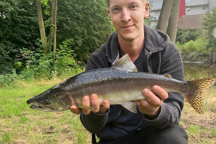 BLINKER-Leser Jonas Kroll fing beim Angeln in der Krückau einen Buckellachs. Diese Fischart kommt ursprünglich aus dem Nordpazifik. Foto: J. Kroll