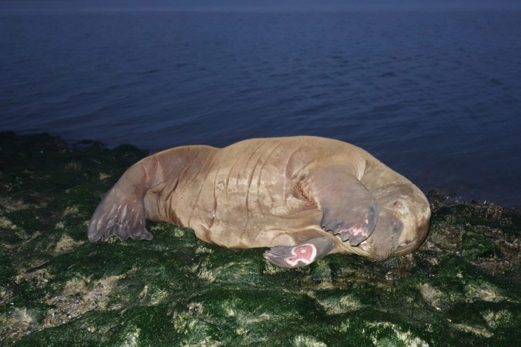 Noch leicht verschlafen wischte sich die Walrossdame über die Augen. Einen Fluchtreflex zeigte sie interessanterweise nicht. Foto: W. Schulte