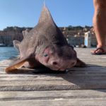 Die Gefleckte Meersau ist ein kurioser und vor allem seltener Anblick. Hafenarbeiter auf der Insel Elba fanden ein totes Exemplar. Foto: Luca Bellosi / Facebook