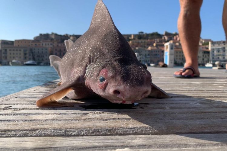 Die Gefleckte Meersau ist ein kurioser und vor allem seltener Anblick. Hafenarbeiter auf der Insel Elba fanden ein totes Exemplar. Foto: Luca Bellosi / Facebook