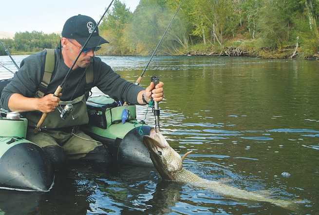 Angler zieht Hecht mit einem Lip-Grip aus dem Wasser